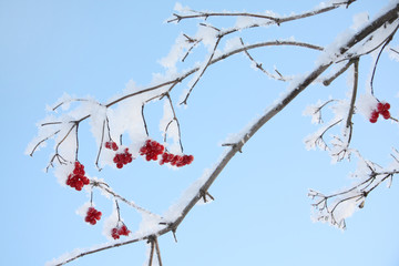 Red viburnum berries in frost in winter and blue sky at sunny da