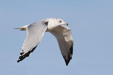 Ring-billed Gull in Flight
