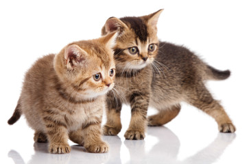 Two kitten on a white background