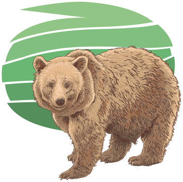 Kodiak Bear