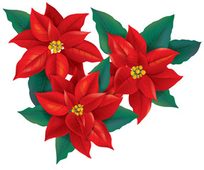 Red Poinsettia christmas flower