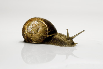 Schnecke