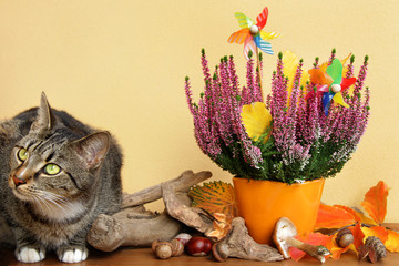 Herbstliche Wohnidylle