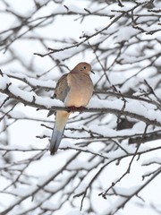 Sleeping Mourning Dove in Snow