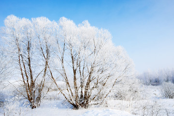 Obraz na płótnie Canvas winter landscape