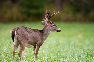 Whitetailed deer buck