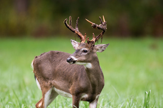 Whitetailed deer buck