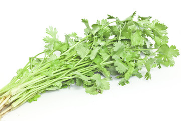  parsley on white paper