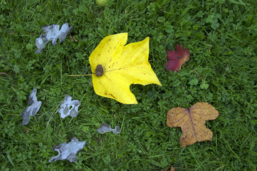 feuilles mortes