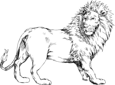 hand drawn lion Stock Vector | Adobe Stock