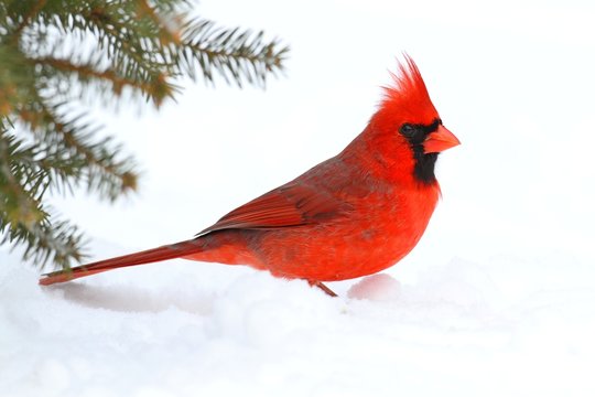 Male Cardinal In Snow
