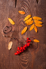 Rowanberry and yellow leaves