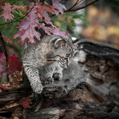 Young Bobcat ( (Lynx rufus) on Autumn Log