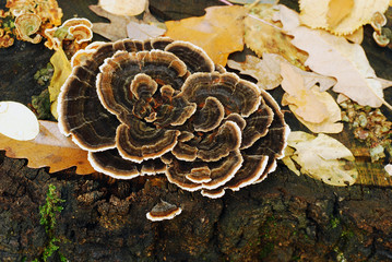 trametes versicolor mushroom
