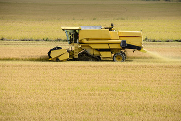 Lavori in risaia - Mietitura