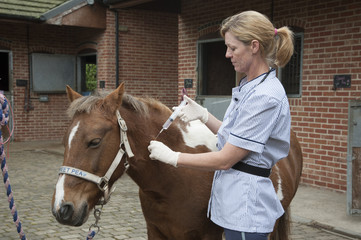 Veterinary nurse treating a Skewball pony Injecting