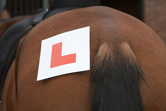 Learning To Ride L Plate On A Horse