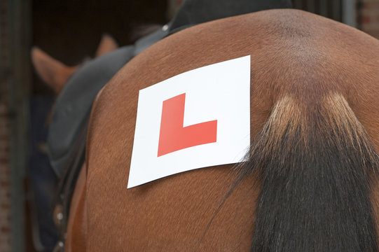 Learning To Ride L Plate On A Horse