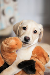 A cute golden labrador puppy with teddy