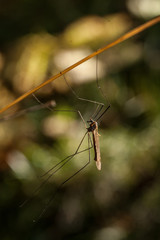 Crane fly (Tipulidae)