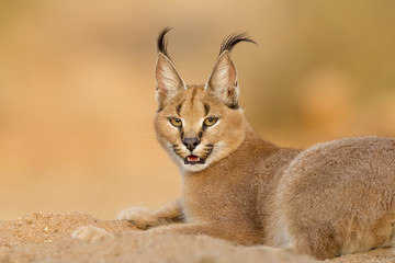 Female Caracal resting, South Africa