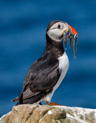 Atlantic Puffin