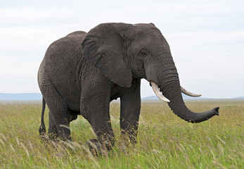 Fototapeta na wymiar Elefante - Serengeti