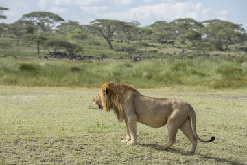Obraz na płótnie Canvas A Male Lion in the Ndutu area, Tanzania