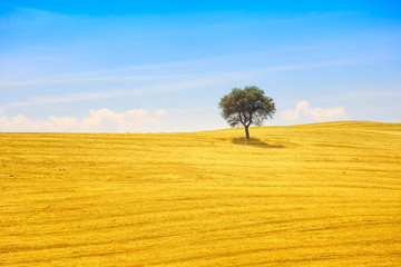 Tuscany, olive tree and green fields. Montalcino Orcia, Italy.