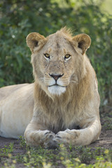 Obraz na płótnie Canvas Sub adult, Male African Lion (Panthera leo) Tanzania