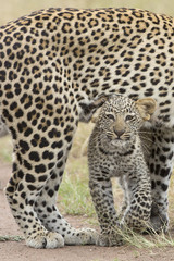 Female African Leopard walking with her small cub, Tanzania
