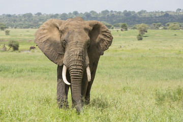 Fototapeta na wymiar Bull African Elephant (Loxodonta africana) in Tanzania