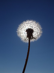 Obraz premium Pusteblume