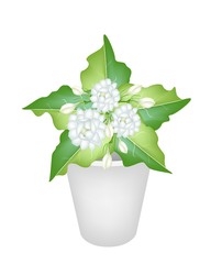 Illustration of Jasmine Flowers in A Flower Pot