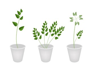 Beautiful Green Ferns in Tree Flower Pots