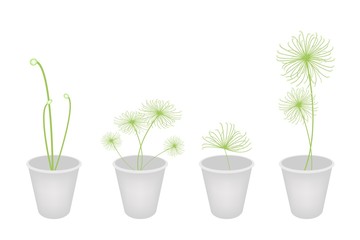 Concepts, Decoration, Symbol,  Plants in A Flower Pot