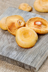 Saffron milk cap mushrooms on wooden table
