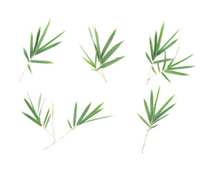 Bamboo leaves isolated on white background