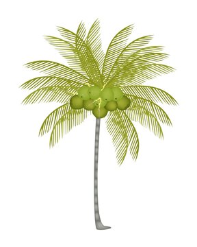 A Palm Tree with Fresh Green Coconuts