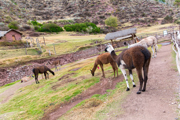 Peruvian  Llama. Farm of llama,alpaca,Vicuna in Peru
