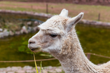 Obraz premium Peruvian Llama. Farm of llama,alpaca,Vicuna in Peru