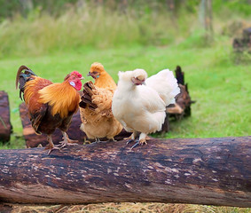 Free range live poultry fowls