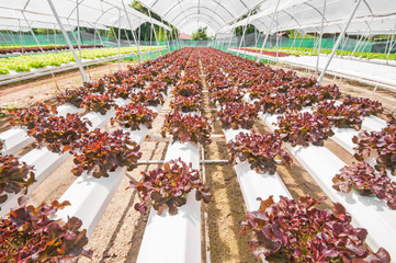 Hydroponic vegetable in a garden.