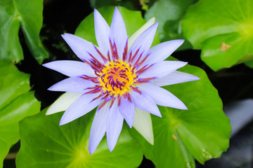 water lily, lotus flower