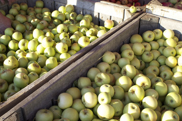 Green Apples Harvest