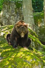 Braunbär (Ursus arctos)