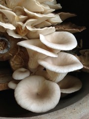 close up to mushroom 