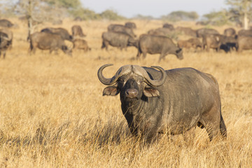 A Male Cape Buffalo with herd, South Africa