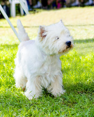 West Highland White Terrier