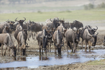White Bearded Wildebeest on the migration drinking water. Tanzan